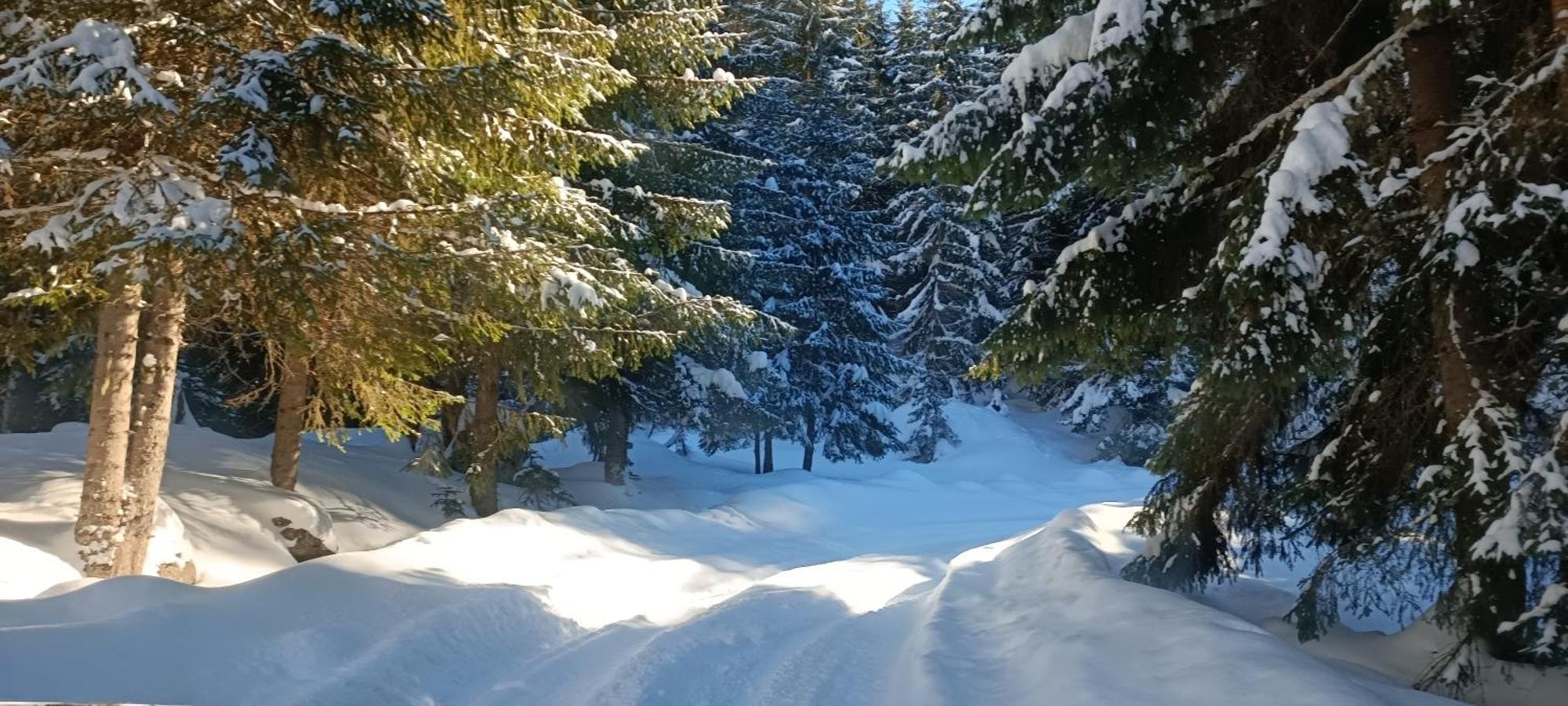 Pinetrees Lodge Plav Kültér fotó
